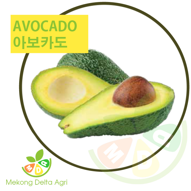 avocado - 아보카도 - bơ Mekong Delta Agri