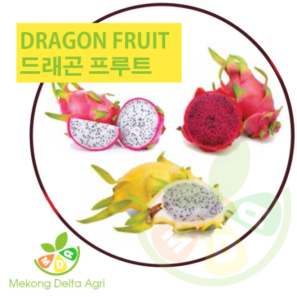 dragonfruit - 드래곤프루트 - thanh long Mekong Delta Agri