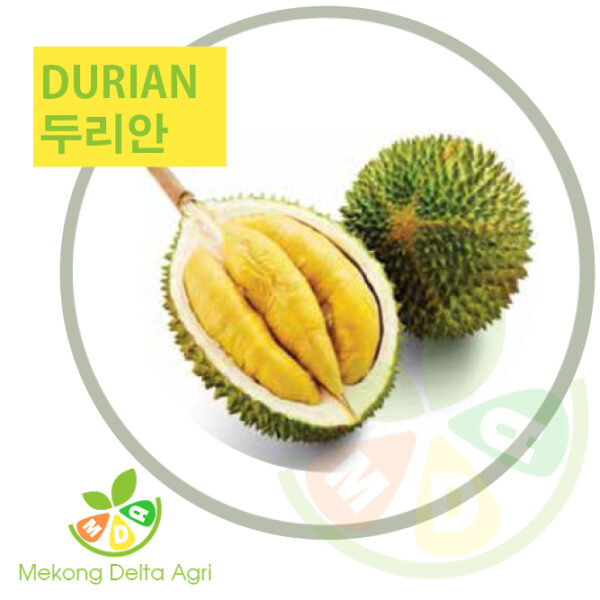 durian - 두리안 - sầu riêng Mekong Delta Agri