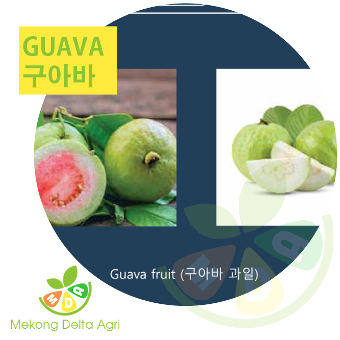 guava - 구아바 - ổi Mekong Delta Agri