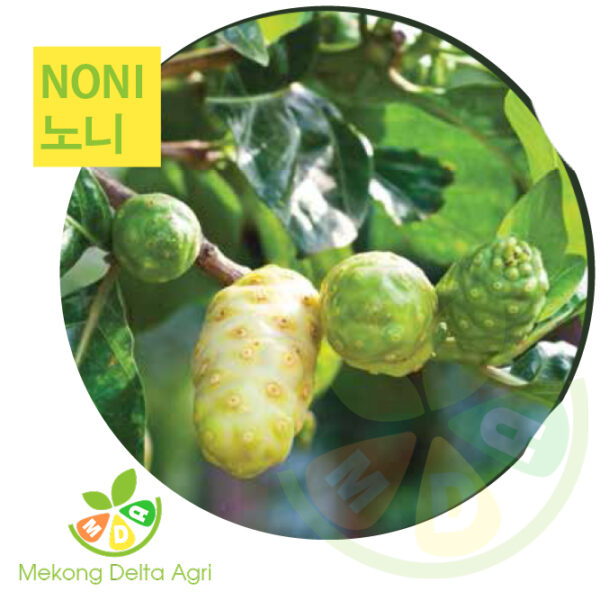 noni - 노니 - nhàu Mekong Delta Agri