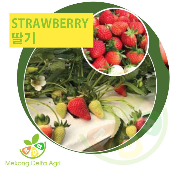 strawberry - 딸기 - dâu tây Mekong Delta Argi