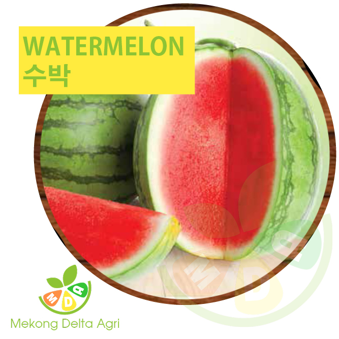 watermelon - 수박 - dưa hấu Mekong Delta Agri